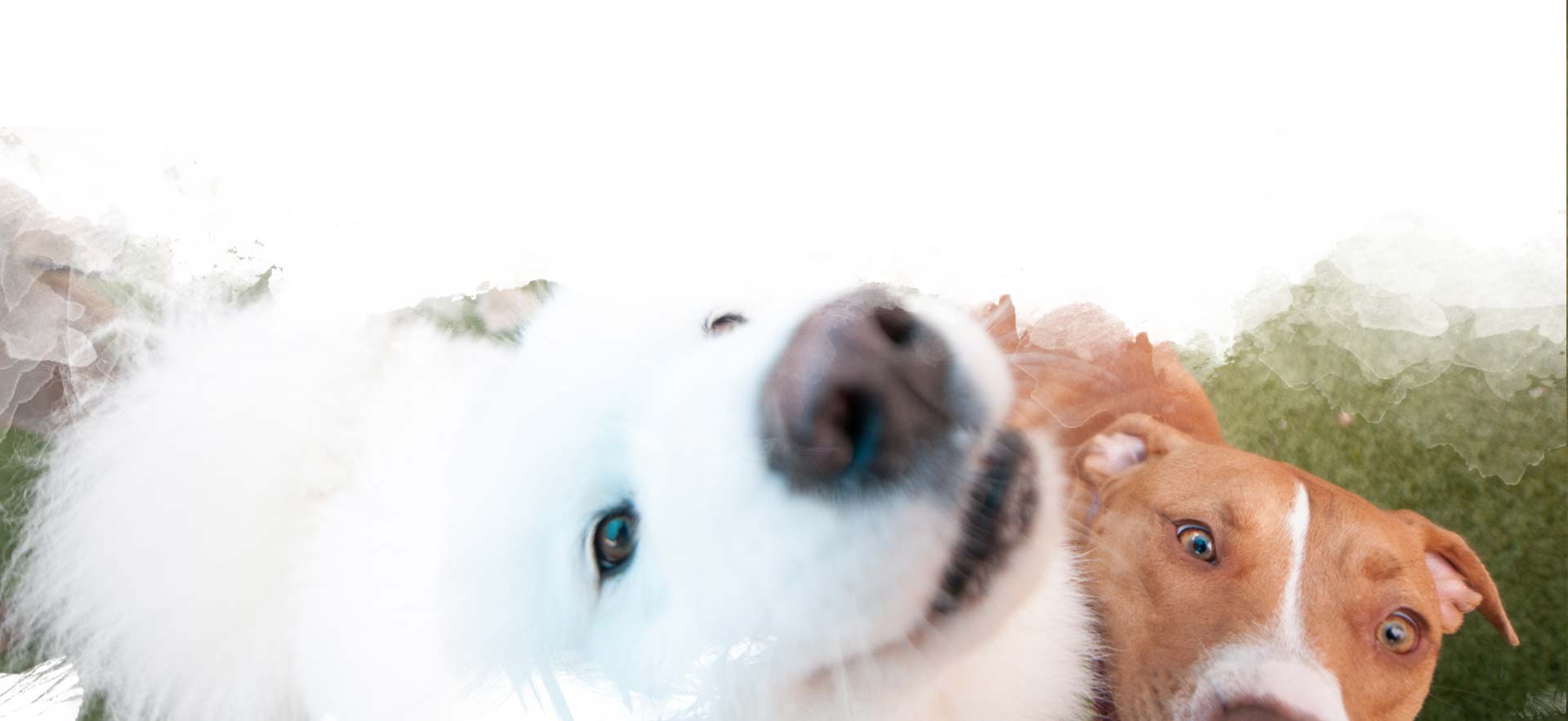 Dog Boarding backround